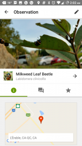 Artfully captured Milkweed Leaf Beetles in Quebec